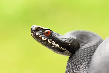 close up of black european common viper
