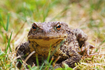 closeup of common brown toad in the grass