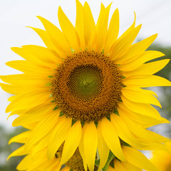 Naklejka premium sunflowers.image