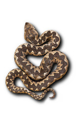 european nose horned viper on white background