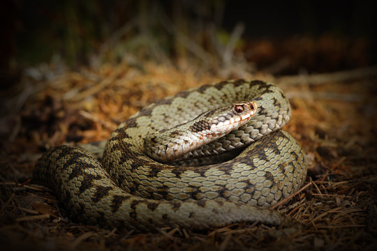 european crossed viper, snake on forest ground