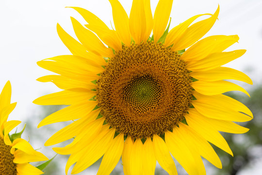 sunflowers.image