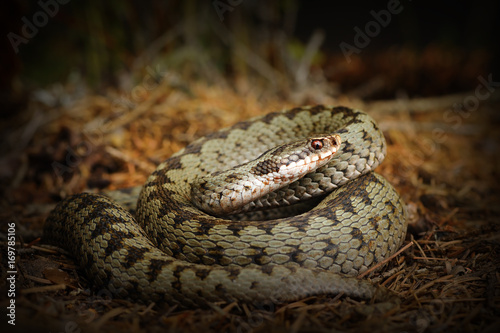 european crossed viper snake on forest ground fotolia com の