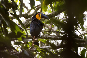 Tucano-de-bico-preto (Ramphastos vitellinus) | Channel-billed Toucan fotografado em Domingos Martins, Espírito Santo -  Sudeste do Brasil. Bioma Mata Atlântica. 