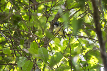 Choquinha-lisa (Dysithamnus mentalis) | Plain Antvireo fotografado em Domingos Martins, Espírito Santo -  Sudeste do Brasil. Bioma Mata Atlântica. 