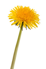 Naklejka premium Dandelion flower isolated on white background cutout
