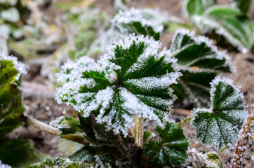 Frost on leaves