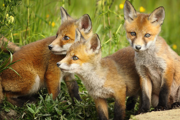 red fox brothers near the den