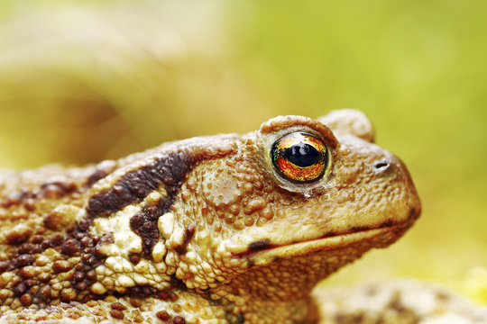 macro image of common brown toad head