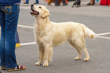 Labrador retriever close-up
