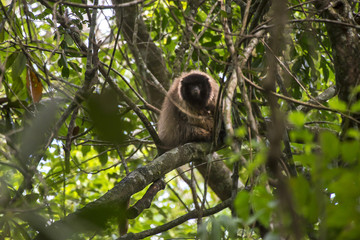Guigó (Callicebus personatus) | Masked titi monkey fotografado em Domingos Martins, Espírito Santo -  Sudeste do Brasil. Bioma Mata Atlântica. 