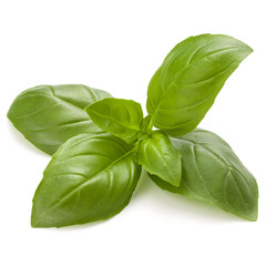 Sweet basil herb leaves isolated on white background closeup