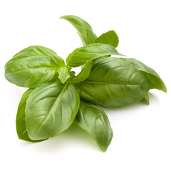 Sweet basil herb leaves bunch isolated on white background