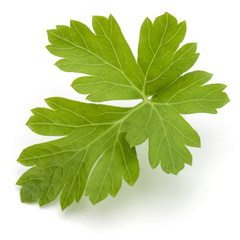 Fresh parsley herb leaves  isolated on white background