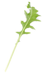 Close up studio shot of green fresh rucola leaves isolated on white background. Rocket salad or arugula.