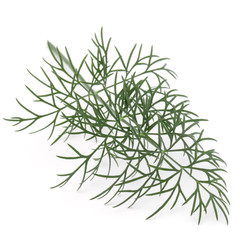 Close up shot of branch of fresh green dill herb leaves isolated on white background