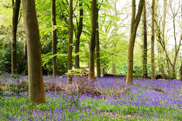 Bluebells growing on an english woodland floor