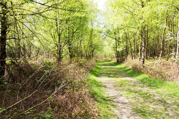 Obraz premium English woodland coming to life in spring