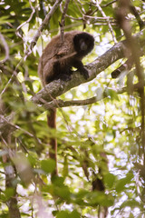 Guigó (Callicebus personatus) | Masked titi monkey fotografado em Domingos Martins, Espírito Santo -  Sudeste do Brasil. Bioma Mata Atlântica. 
