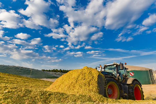 Maisernte - Traktor verteilt Erntegut auf Silagehaufen, Weitwinkelaufnahme
