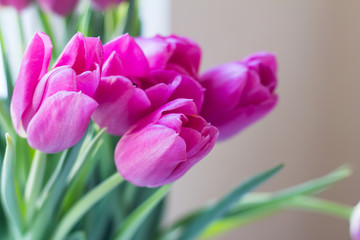 close up picture of fresh pink and purple tulips on table 