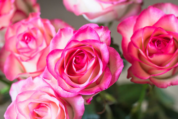 bouquet of fresh pink roses on table 