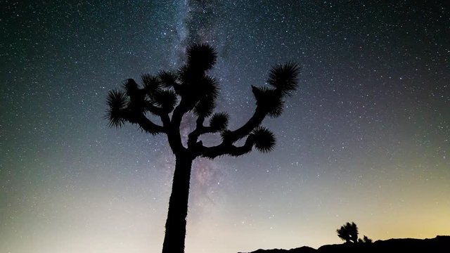 Joshua Tree and Milky Way, California Timelapse