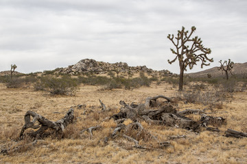 desert