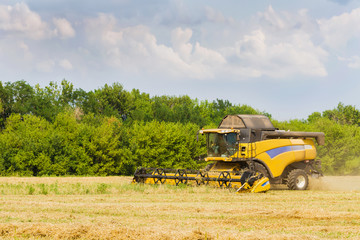 Fototapeta premium Combine harvester working on a field on sunny summer day with blue sky. Agriculture
