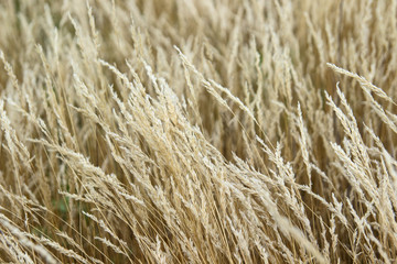 Autumn grass, cose up