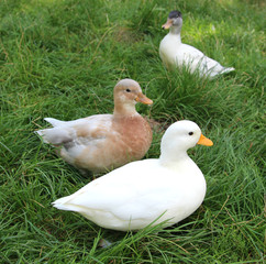 three ducks on a meadow