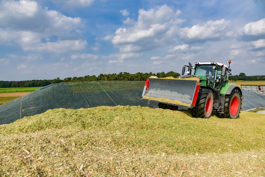 Maisernte - Traktor mit Planierschild auf großem Maishaufen