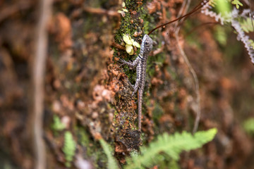 Lagarto Calango (Tropidurus torquatus) | Amazon Lava Lizard fotografado em Domingos Martins, Espírito Santo -  Sudeste do Brasil. Bioma Mata Atlântica. 