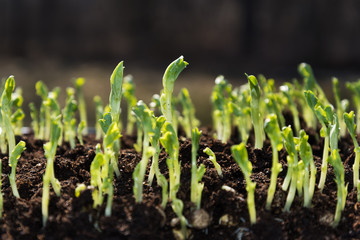 Germination in spring time.