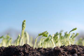 Germination in spring time.