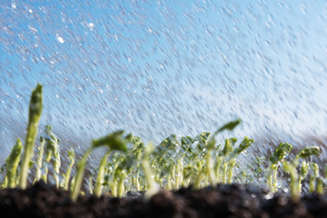 Germination in spring time.