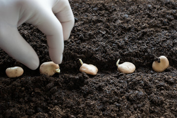 Planting pea germinating pea seeds.