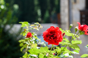 Flowers and flowering balconies in the mountains. Sauris.