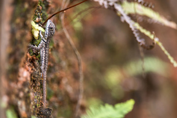 Lagarto Calango (Tropidurus torquatus) | Amazon Lava Lizard fotografado em Domingos Martins, Espírito Santo -  Sudeste do Brasil. Bioma Mata Atlântica. 