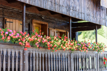 Flowers and flowering balconies in the mountains. Sauris.