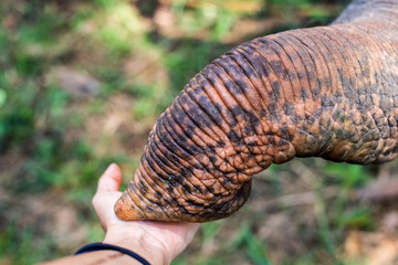 Closeup of elephant snout taking cucumbers from human hand