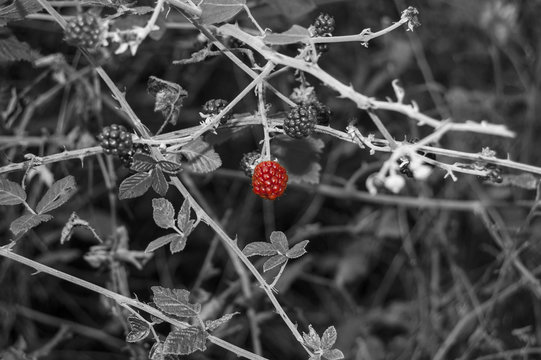 Blackberry