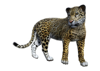 3D Rendering Big Cat Jaguar on White