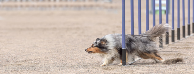 Shetland Sheepdog in agility slalom. Sized to fit for cover image on popular social media site.