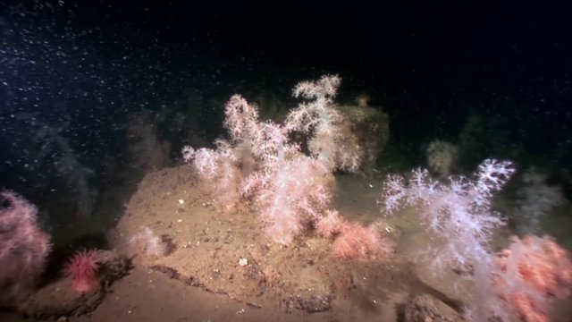 White fluffy soft coral underwater on seabed of White Sea. Unique video close up. Flowers of marine life in clean clear pure and transparent water in search of food.