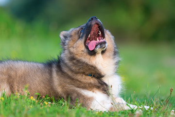 portrait of a cute elo puppy which looks up