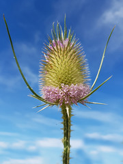 Kardendistel; Dipsacus; Karde; Weber-Karde; sativus