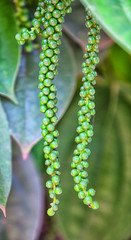Pepper ripens. Close up shot