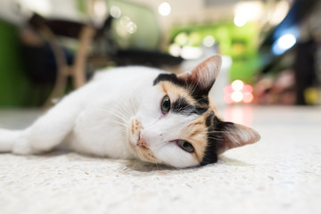 Cat laying on the floor.
