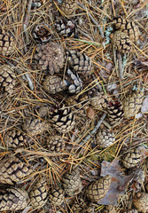Pines and Pine Straw